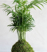 Kokadama plant