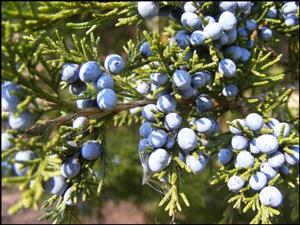 Juniper 