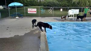 Dog Day at the Pool 2015
